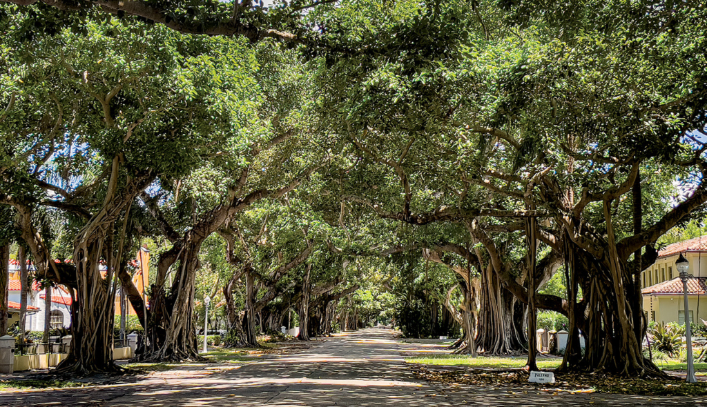 Coral Gables tree-lined street